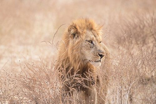 Lion in the grass in Zimbabwe