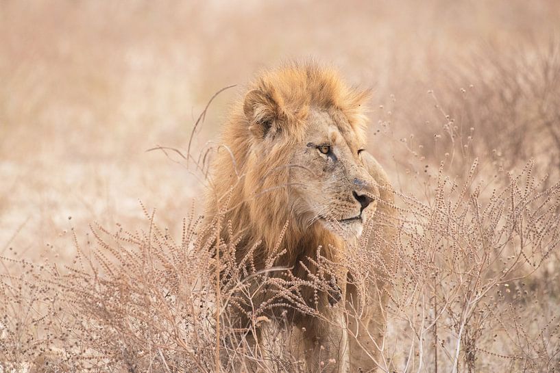 Löwe im Gras in Simbabwe von Francis Dost