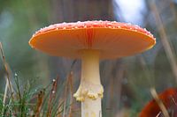 prachtige paddenstoel voor een lieve kabouter