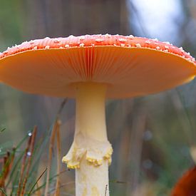 prachtige paddenstoel voor een lieve kabouter van tiny brok