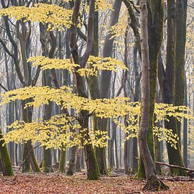 The one with leaves by Cor de Hamer