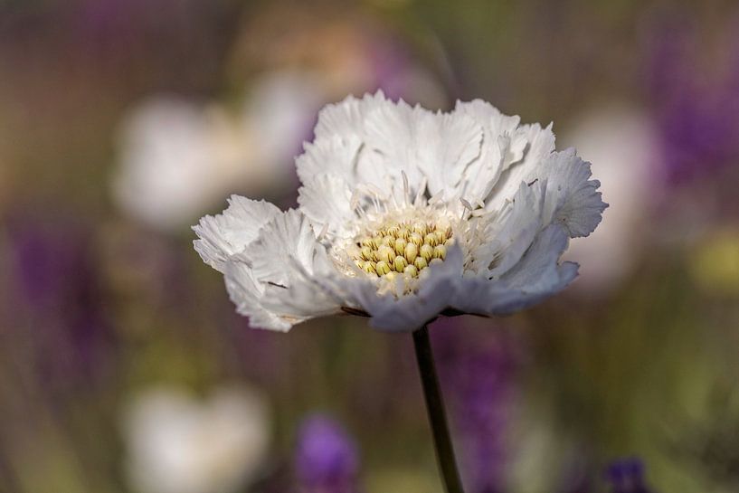 Duifkruid van Rob Boon