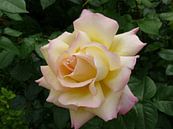 Rose - Morgenfrische. Gelbe Rose auf grünem Blatthintergrund von Paul Evdokimov Miniaturansicht