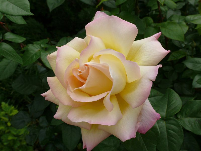 Rose - Morgenfrische. Gelbe Rose auf grünem Blatthintergrund von Paul Evdokimov