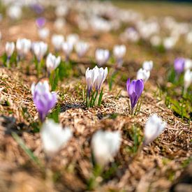 Krokusweide boven de nog licht besneeuwde Hündle in de lente van Leo Schindzielorz