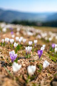 Krokusswiese über dem noch leicht verschneiten Hündle  im Frühling