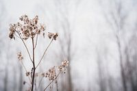 Einfachheit und Nüchternheit