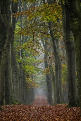 Mist between oak trees in autumn colour in Planken Wambuis nature reserve in the Veluwe region