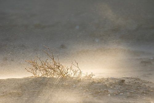 De sable et de soleil