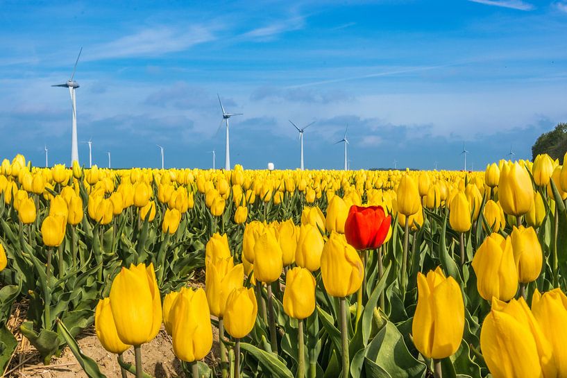 Rote Tulpe auf dem Feld von Patrick Verhoef