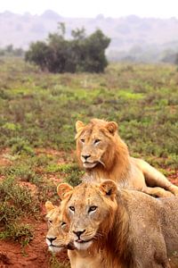 Drie afrikaanse leeuwen in de vrije natuur
