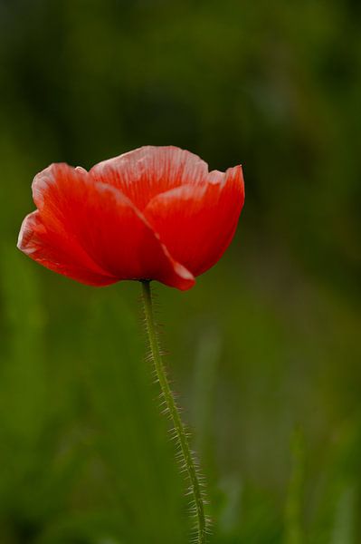 Einsame Flamme von Studio Liefkoos