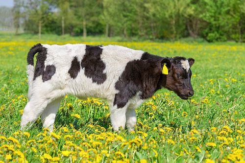 One newborn calf standing in dutch meadow with flowering yellow dandelions