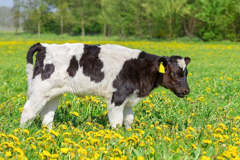 One newborn calf standing in dutch meadow with flowering yellow dandelions by Ben Schonewille