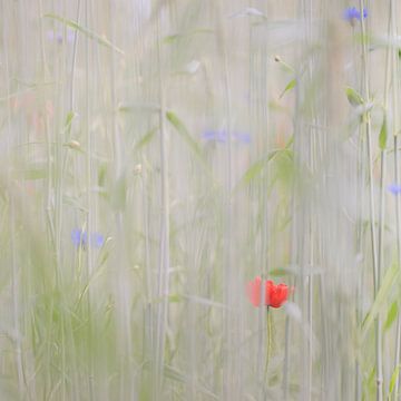 Verscholen veldbloemen - klaproos en korenbloemen van Paula Anglès