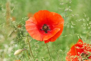 Coquelicot
