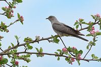 Cuckoo among the apple blossoms