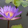 Lotusbloem violet van Lotte Veldt