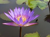 Lotusbloem violet van Lotte Veldt thumbnail