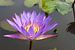 Lotusbloem violet van Lotte Veldt