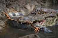 Cayman with captured iguana - Cano Negro, Costa Rica by Martijn Smeets thumbnail