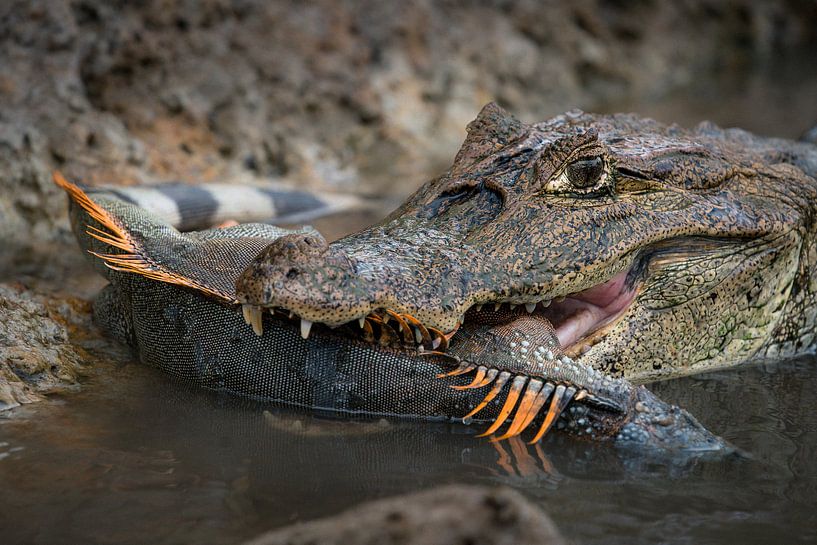 Cayman with captured iguana - Cano Negro, Costa Rica by Martijn Smeets