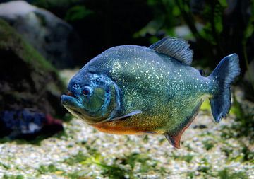 Onderwaterfoto van een piranha van ManfredFotos