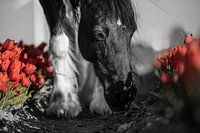 Paard tussen de rode tulpen