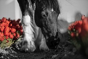 Paard tussen de rode tulpen van Daliyah BenHaim