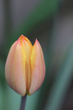 Tulp van Lotte Klumper