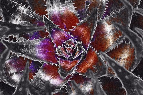 Cactus en violet & rouge