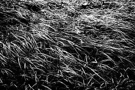 Les vagues de l'herbe quand le vent souffle sur MICHEL WETTSTEIN