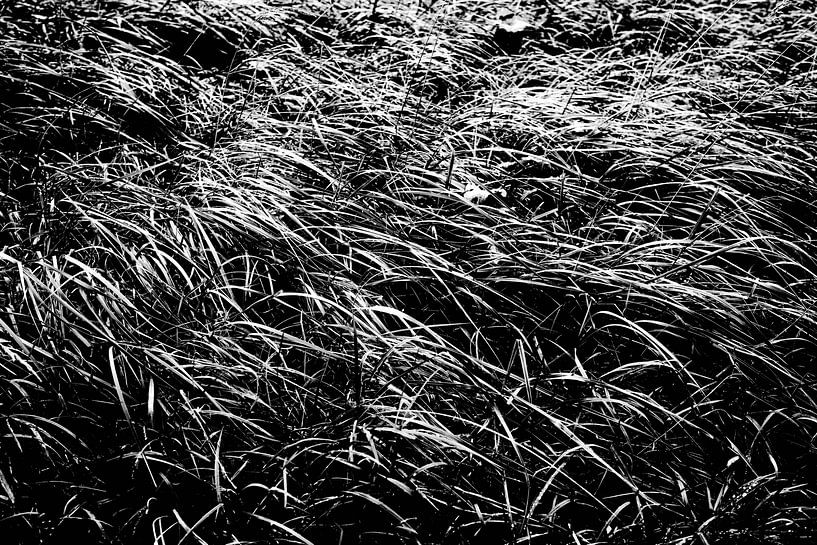 The grass waves as the wind blows by MICHEL WETTSTEIN