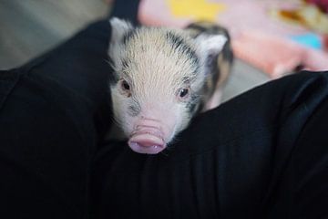 geschecktes Minischweinchen in Handaufzucht