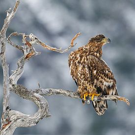 Life in a Dead Tree II by Harry Eggens