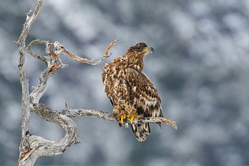 Leven in een Dode Boom II van Harry Eggens