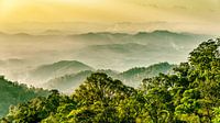 Rainforest with fog on the Genting highlands in Malaysia