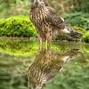 Beautiful young Goshawk in a pond by Wouter Midavaine