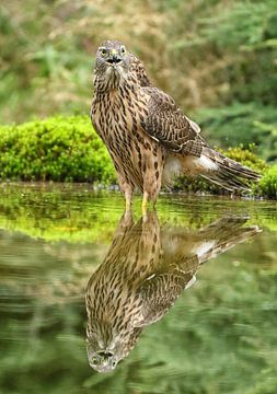 Beautiful young Goshawk in a pond