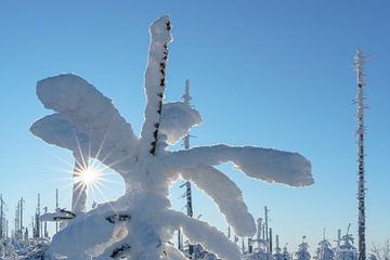 Tannenspitze mit Schnee und Sonnenstern