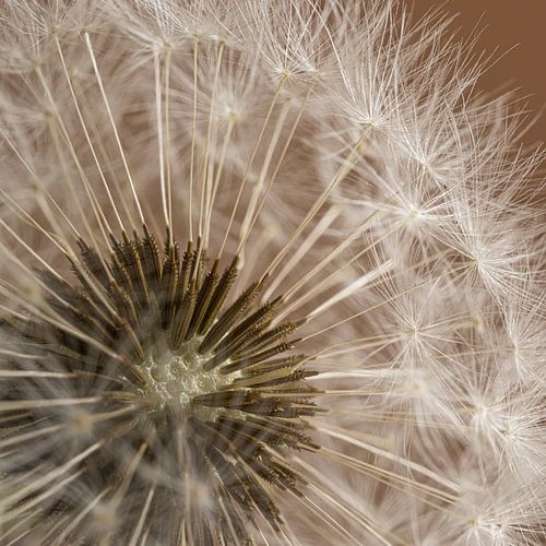 Het hart van de pluizenbol van een Paardenbloem