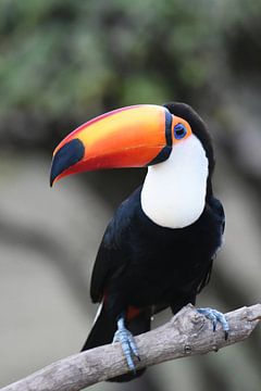 Reuzentoekan (Ramphastos toco) van Rini Kools