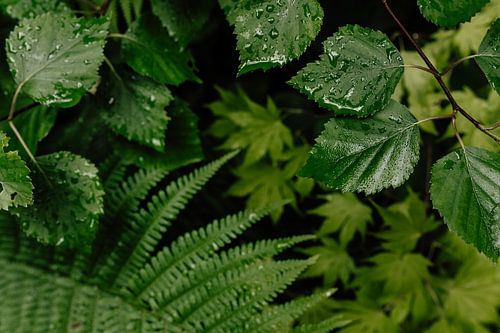 Jardin après la pluie