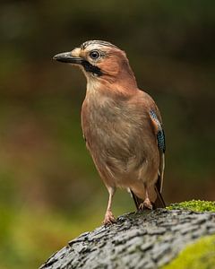 Vlaamse Gaai: Kleurrijke Schoonheid van het Bos
