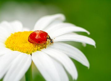 Macro photo of a ladybug by ManfredFotos