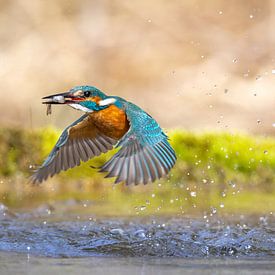 IJsvogel tijdens de vlucht van Dennis Eckert