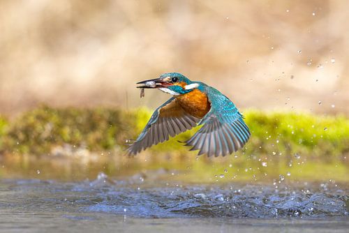 IJsvogel tijdens de vlucht