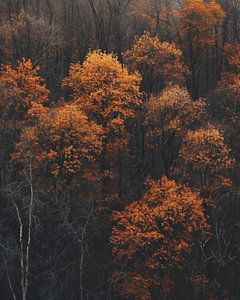Romantischer Herbstwald
