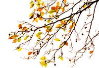 Herfst