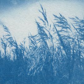 Schilf Nordstrand von Natasja Vugts